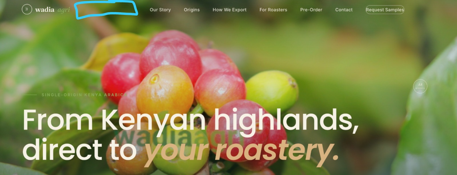 Macadamia nuts ready for export-ready packaging