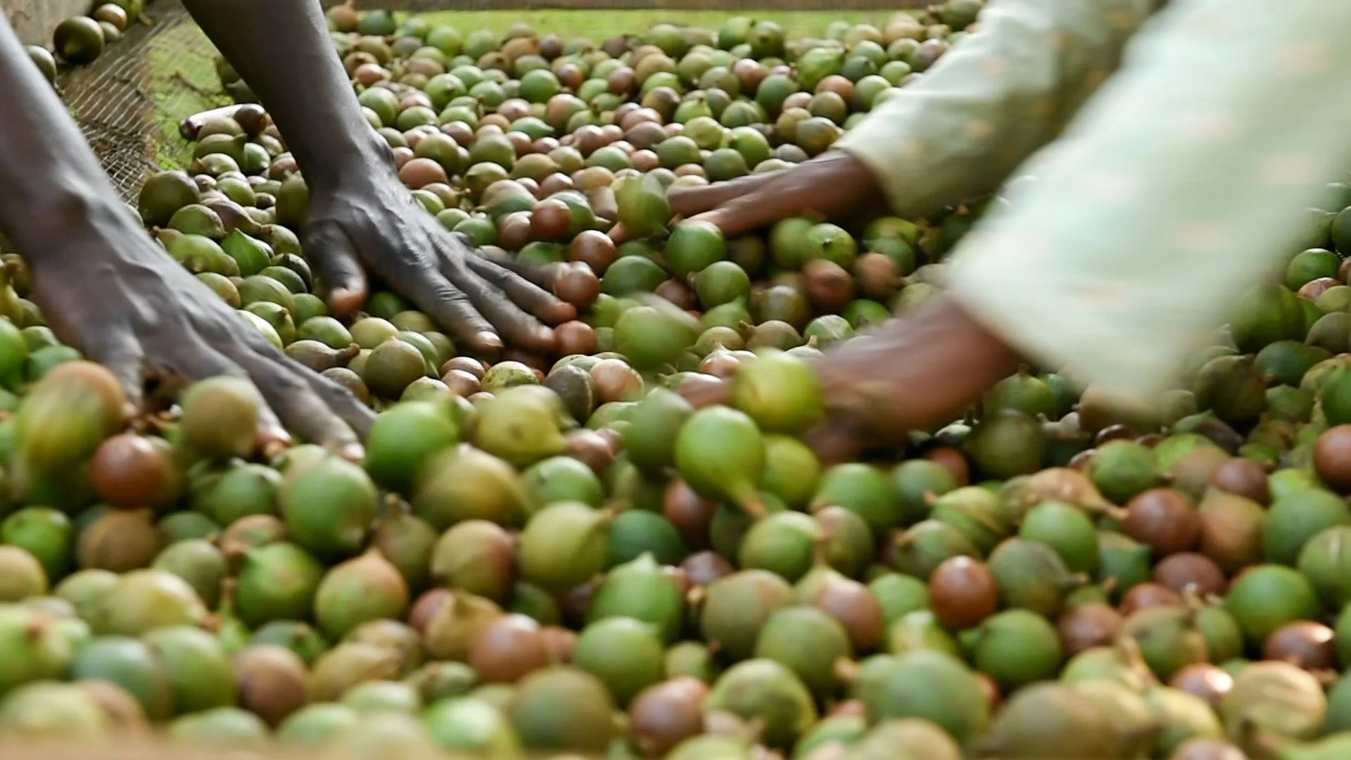 Hand-picked macadamia harvest