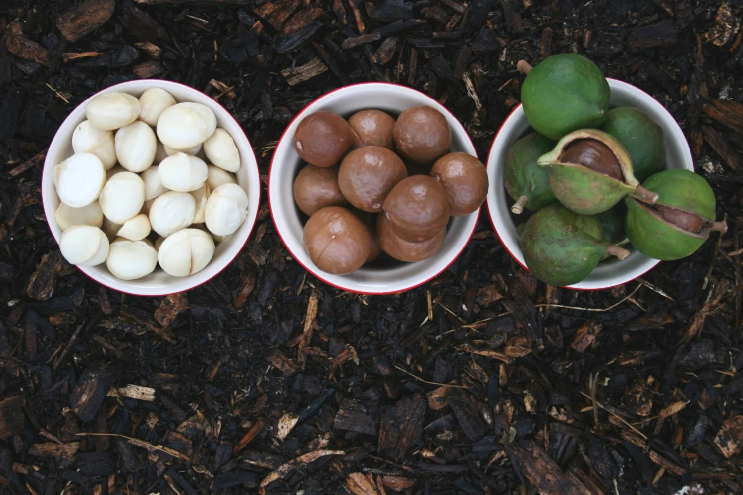 Macadamia nuts sorted by processing stage