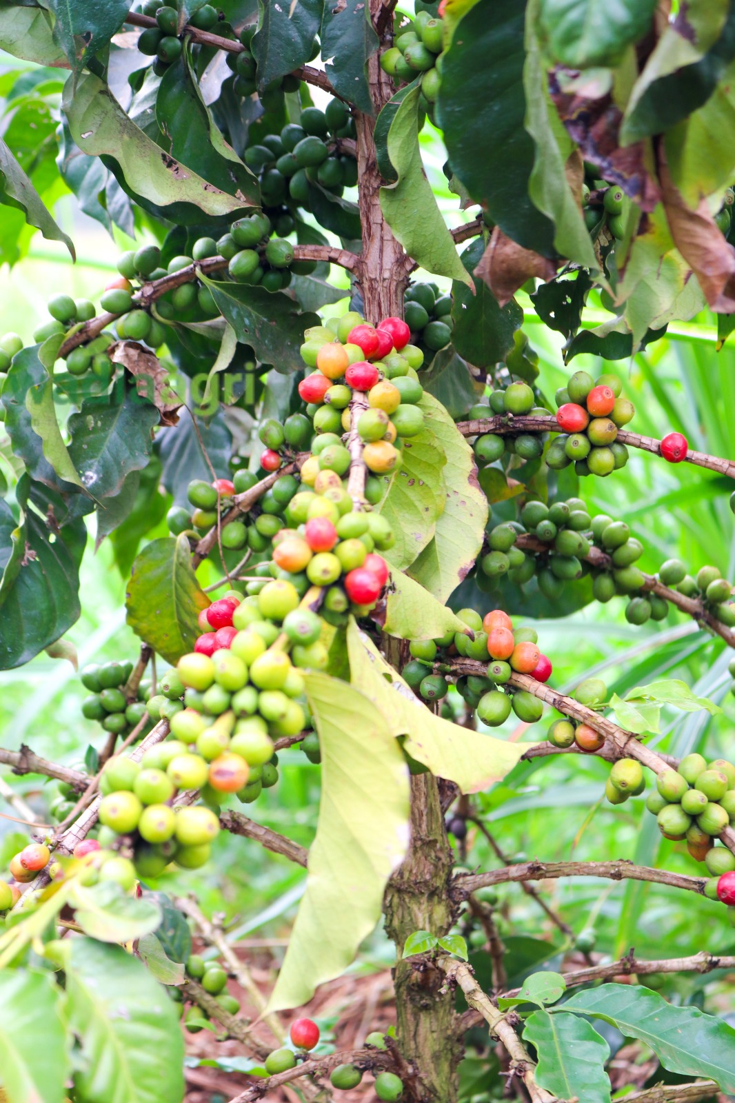 Cupping and lot selection